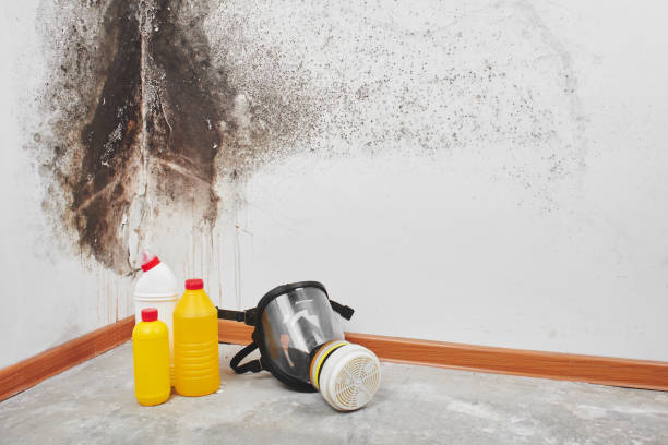 Best Mold Removal Specialists  in Morton, TX