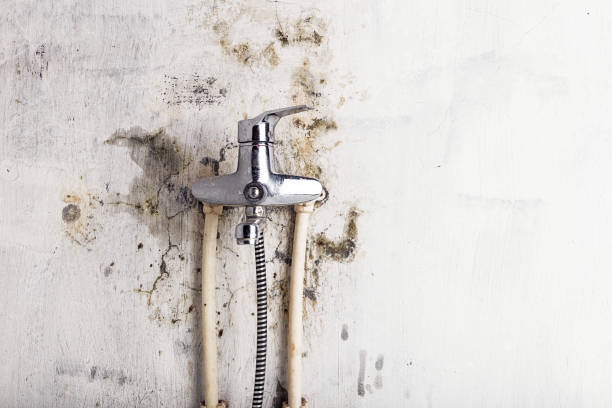 Best Mold Removal Company Near Me  in Morton, TX