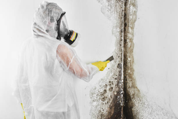 Best Emergency Mold Removal  in Morton, TX