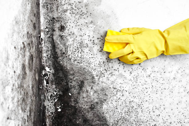 Best Commercial Mold Removal  in Morton, TX