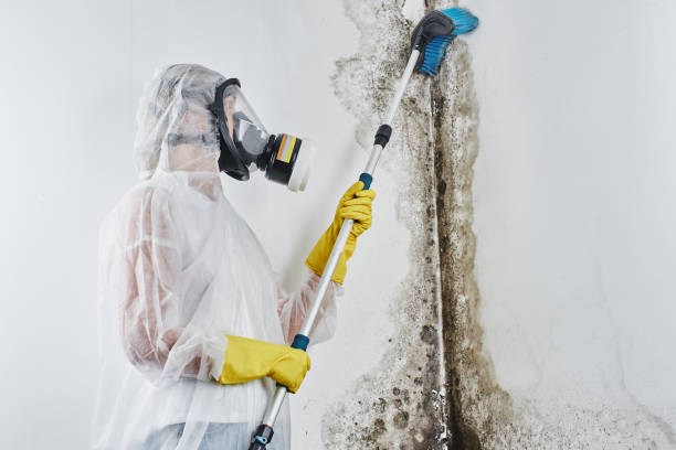 Best Commercial Mold Removal  in Morton, TX