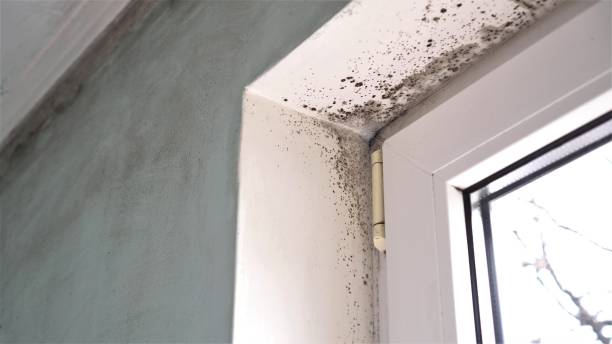 Best Professional Mold Removal  in Morton, TX