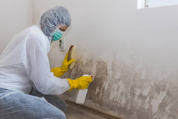 Best Commercial Mold Removal  in Morton, TX