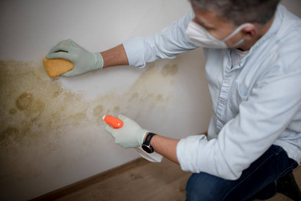 Morton, TX Mold Removal Company