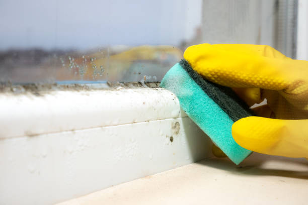 Best Certified Mold Removal  in Morton, TX