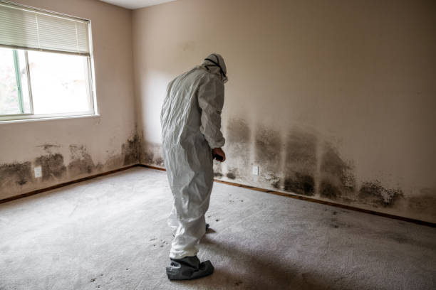 Best Mold Damage Repair  in Morton, TX