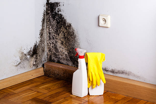 Mold Testing and Removal in Morton, TX