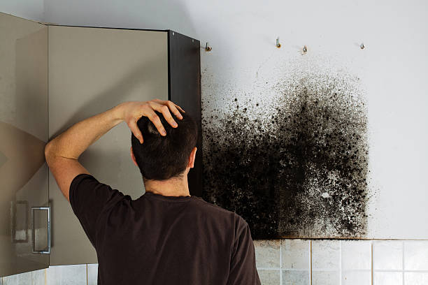 Best Black Mold Removal  in Morton, TX