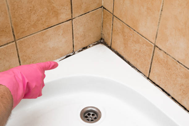 Best Fast Mold Removal  in Morton, TX